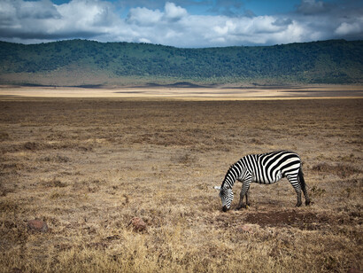 Zebra nel parco di  Ngorongoro