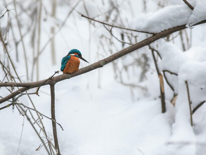 Some species and populations of kingfishers are adapted to live in temperate zones that experience cold winters