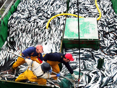 Industria pesquera en Chile