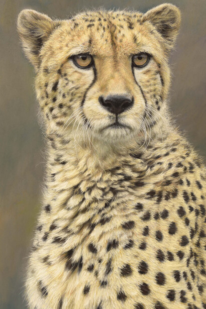 Gary Stinton, Cheetah - Large as Life VII, Pastel on museum board, Signed, 20.25 x 12.5ins (51.5 × 31.75 cm)