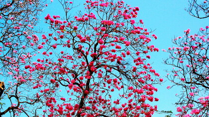 La flor rosada del apamate («Tabeluia rosea»)