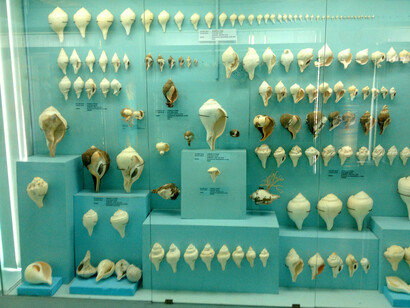 The collection of shells