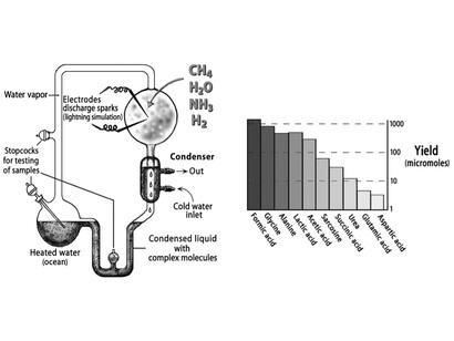 The famous Stanley Miller experiment: a flask containing the four gaseous Oparin’ components (CH4, NH3, H2, and H2O), exposed to electric discharge to simulate the primitive lightening energy. In the yields on the right, note the amino acids, like glycine, alanine, aspartic and glutamic acid, but also biomolecules like urea, formic and succinic acid.