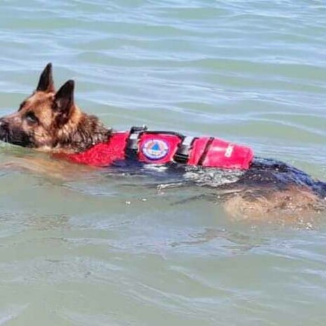 Nailù dei Templari in acqua durante un'esercitazione come cane da salvataggio