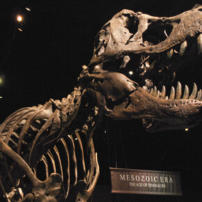 Fossil Gallery. Courtesy of Tellus Science Museum