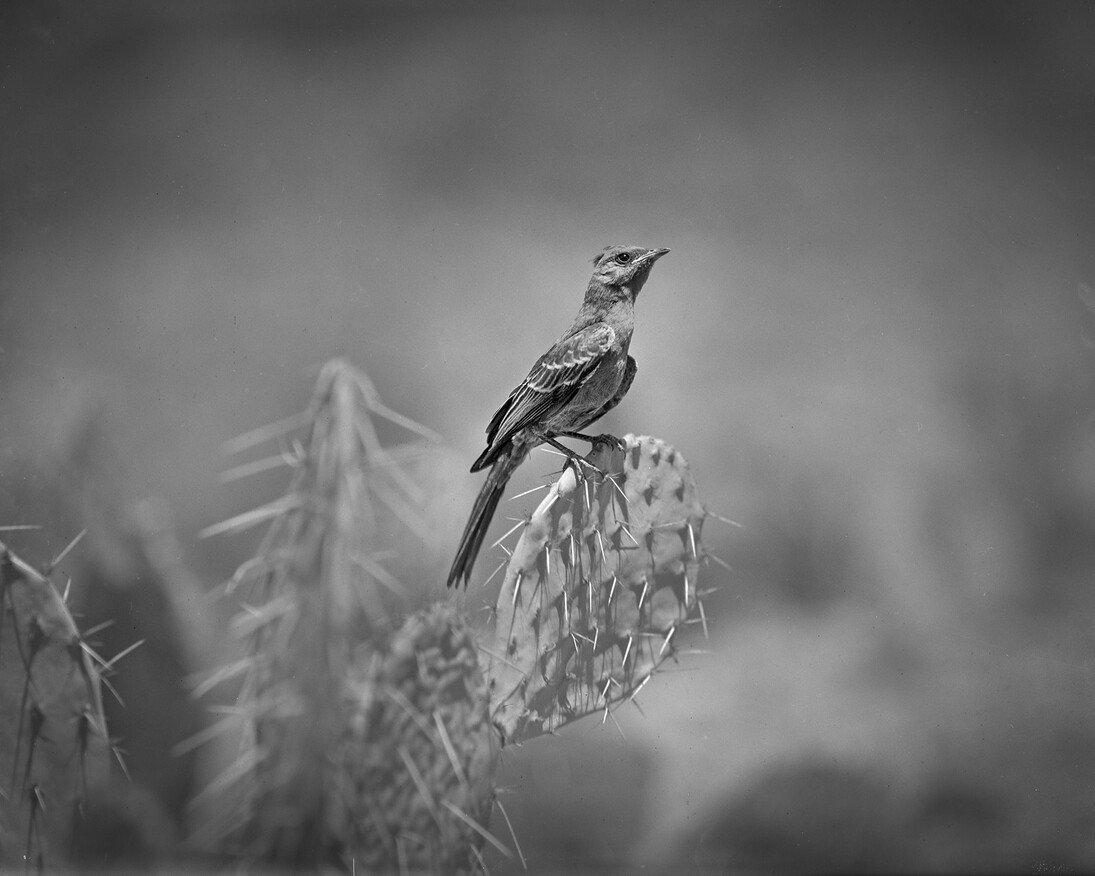 Birds on the Wire. Courtesy of Oregon Historical Society