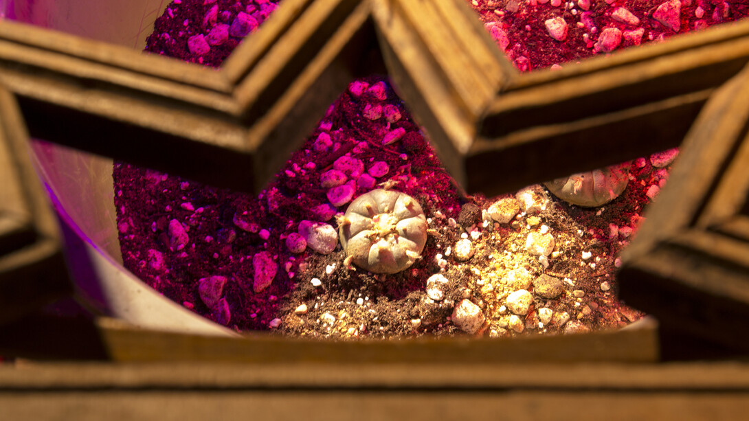 Haroon Mirza, Lamp for Williamsii, 2016. Courtesy hrm199 and Lisson Gallery, London.
 