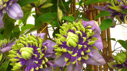 Clematis 'Taiga'