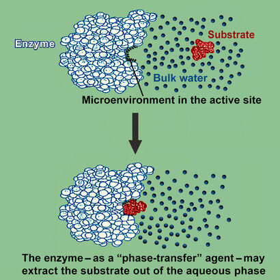 The enzyme may extract the substrate out of the aqueous phase, so that the reaction takes place in a micro-environment with a particular physical-chemical environment. 
