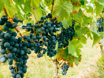 A sunny afternoon bathes the vineyards in warm light, casting a golden glow over clusters of ripe grapes