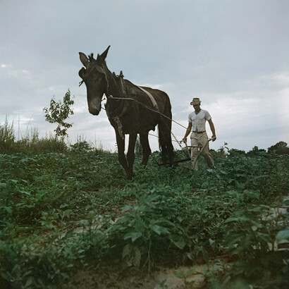 Gordon Parks, Willie Causey, Mobile, Alabama (37.051), 1956. Courtesy of Jackson Fine Art