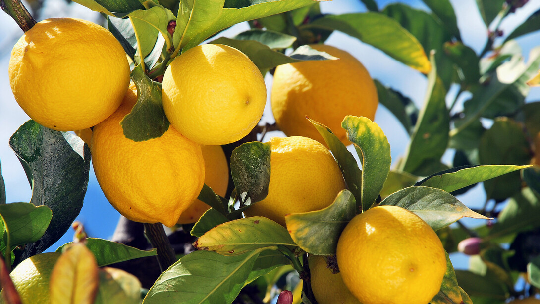 Profumatissimi limoni