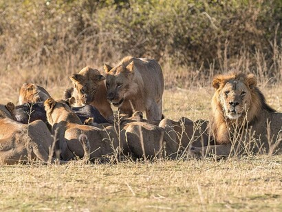 Dei leoni mentre divorano un bisonte africano, Chobe National Park, Botswana