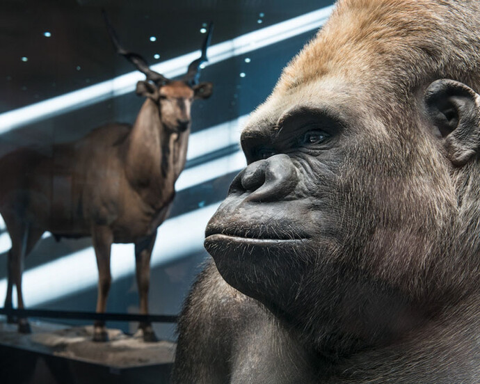Masterpieces of Taxidermy. Courtesy of Museum für Naturkunde