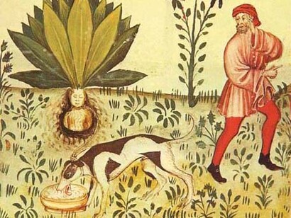 Mandragora. Tacuinum Sanitatis