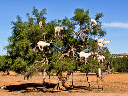 The Argan tree is called in Morocco the "Tree of life" 