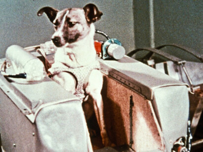 Laika nella capsula di addestramento prima della sua missione spaziale ©Roscosmos