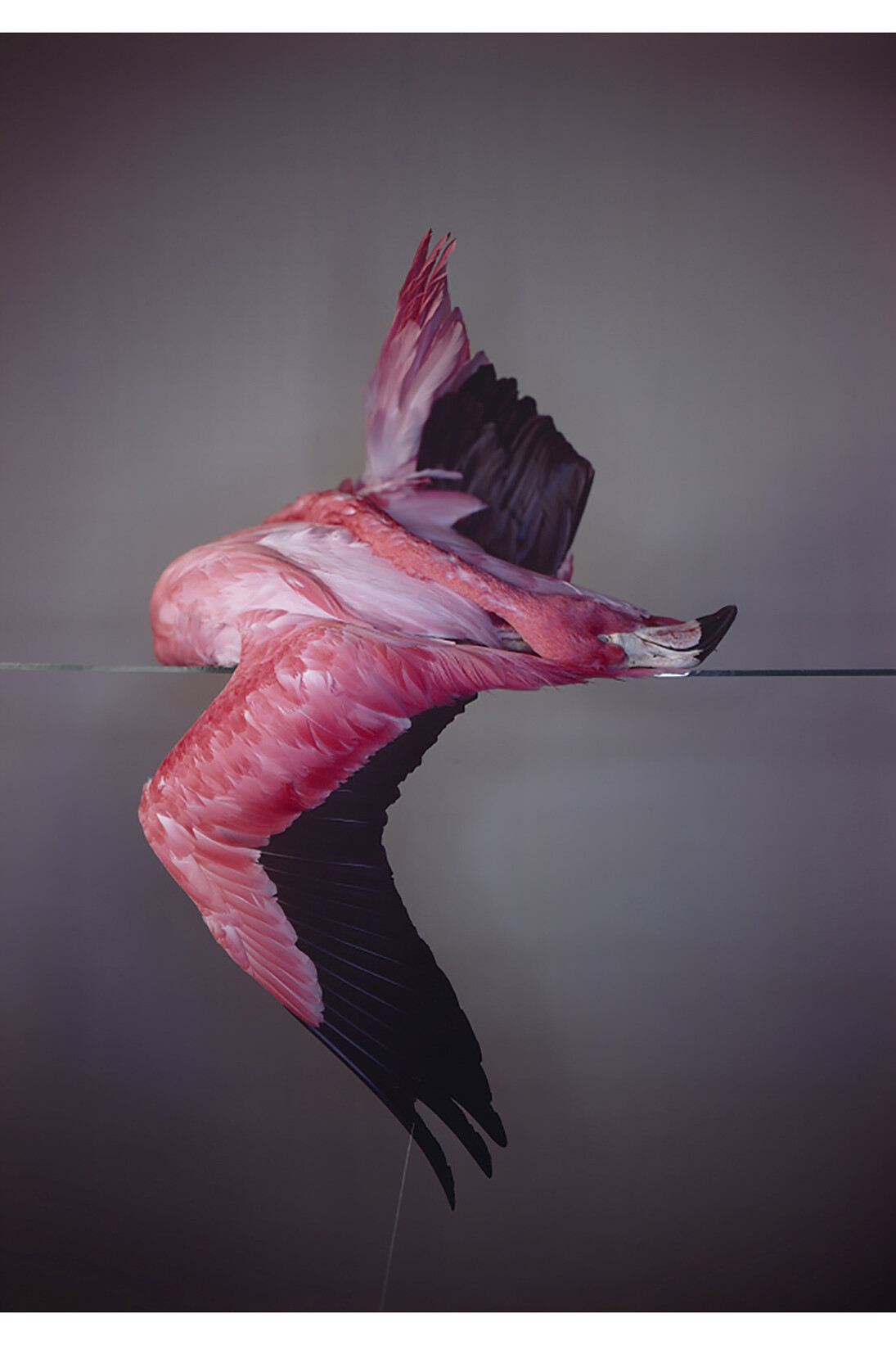 Large Flamingo, 2014, Unique Camera Obscura Ilfochrome photograph, © Richard Learoyd