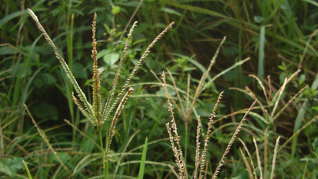 Paragis, (Eleusine indica)