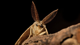 Todo el día he tenido la sensación de que alguien me observa por atrás. Cuando me vuelvo a mirar a mis espaldas, no hay nadie