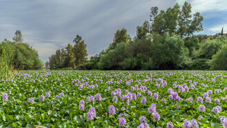 Laguna cubierta por camalotes