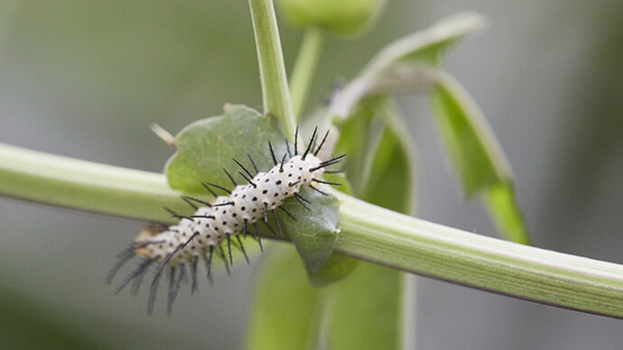 Sensational Butterflies. Courtesy of Natural History Museum