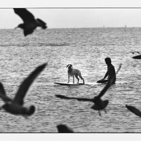 Elliott Erwitt, Japan, Enoshima, 2003, © Elliott Erwitt/Magnum Photos