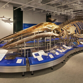 Galerie de l'eau, vue de l'exposition. Courtoisie du Musée canadien de la nature
