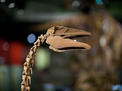 Ricostruzione dello scheletro di un Genyornis newtoni