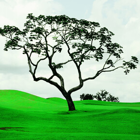 Caio Reisewitz, Goiania Golf Club II, 2011, C-print sous Diasec, 180 x 155 cm, Edition : 5 + 2EA, Courtesy Bendana I Pinel Art Contemporain & artiste