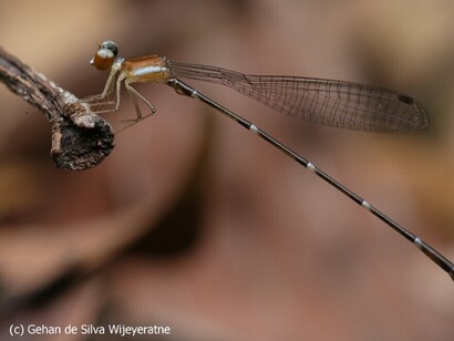 Drepanosticta brincki male (2006 07 16 Bodhinagala) YE0M5293  (c) Gehan de Silva Wijeyeratne