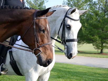 Cavalli pronti per il Dressage
