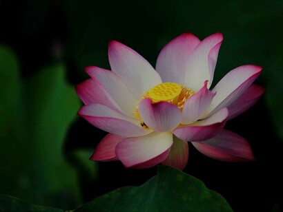 A flor de lótus simboliza a pureza e a renovação espiritual, emergindo imaculada das águas turvas