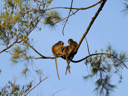 Due scimmie proboscidi si riposano sui rami