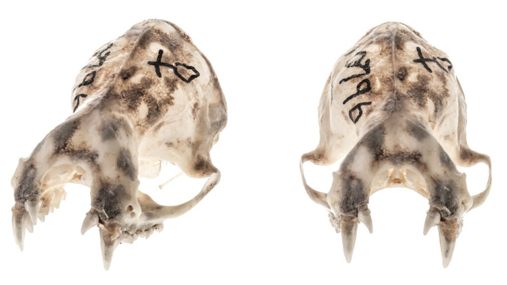 Mammalogy. Courtesy of Royal BC Museum
