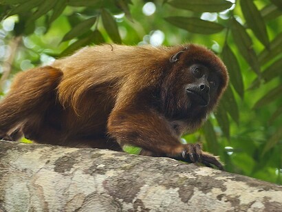 In Ecuador vivono diverse specie di scimmie sudamericane che a causa dell’inquinamento dell’ambiente derivante dai pozzi e dalla conseguente deforestazione, sono in via di estinzione