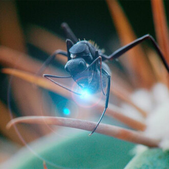 Victor Missud, Solenopsis invicta, 2025. Cortesía del Centre Pompidou Málaga