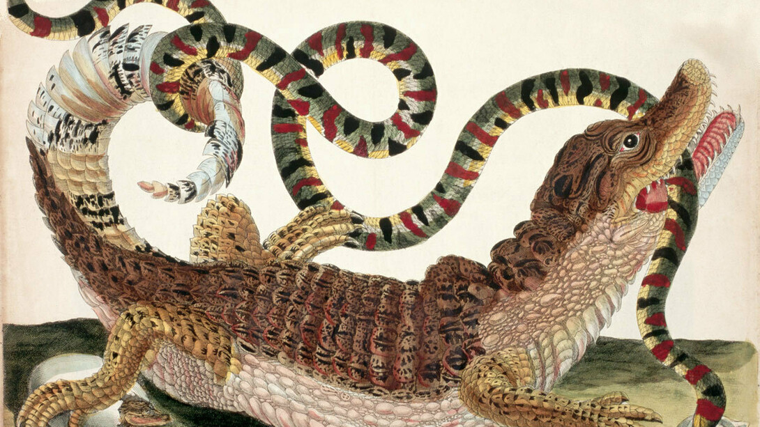 Maria Sibylla Merian. Un coccodrillo che divora un serpente