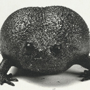 King Phillip Came Over From Germany Stoned. Courtesy of Crown Point Press