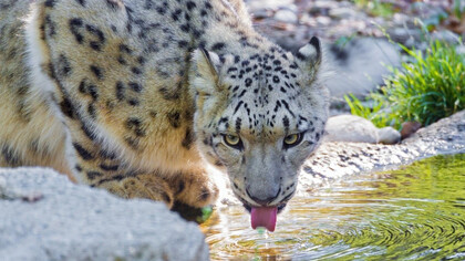 Il leopardo delle nevi, a rischio di estinzione