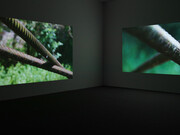 Wolfgang Tillmans. Courtesy of David Zwirner