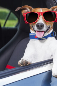 A dog traveling by car