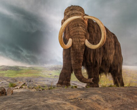 Natural History. Courtesy of Royal BC Museum 