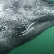 © Thomas P Peschak - Wildlife Photographer of the Year