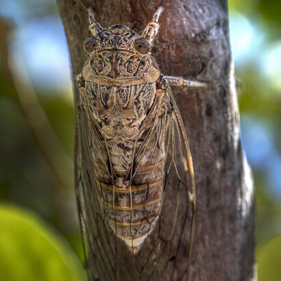 Chicharra en un tronco