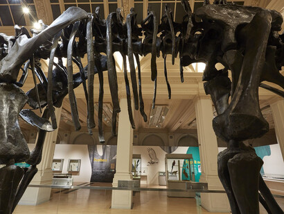 Dippy on Tour. Courtesy of Birmingham Museum and Art Gallery