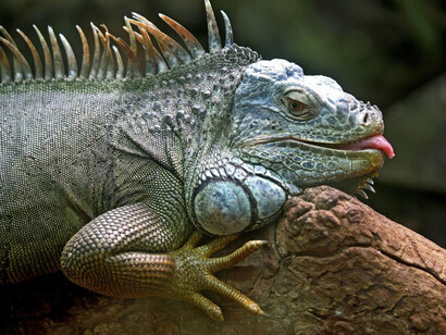 Not all living organisms possess the awareness