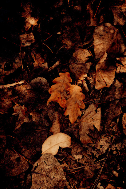 Detailed close-up of an oak leaf resting on the ground, glowing in warm autumn light