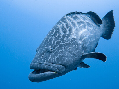 Un abitante dell'oceano