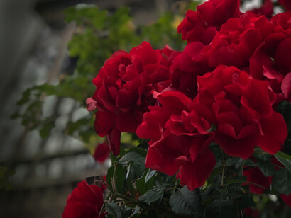 Flowers in front of the Eiffel Tower, Paris, France